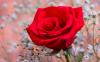 Fragrant Red Rose